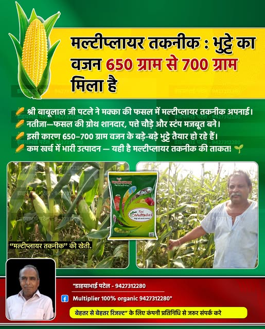 Maize crop with Multiplier